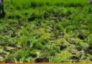 আমন ধান উপড়ে ফেলার অভিযোগে মেলান্দহে স্কুলের প্রধান শিক্ষকসহ কয়েকজনের বিরুদ্ধে থানায় লিখিত অভিযোগ
