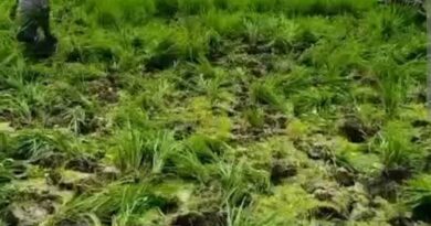 আমন ধান উপড়ে ফেলার অভিযোগে মেলান্দহে স্কুলের প্রধান শিক্ষকসহ কয়েকজনের বিরুদ্ধে থানায় লিখিত অভিযোগ