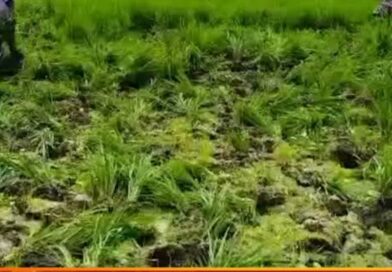 আমন ধান উপড়ে ফেলার অভিযোগে মেলান্দহে স্কুলের প্রধান শিক্ষকসহ কয়েকজনের বিরুদ্ধে থানায় লিখিত অভিযোগ