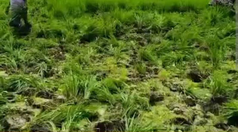 আমন ধান উপড়ে ফেলার অভিযোগে মেলান্দহে স্কুলের প্রধান শিক্ষকসহ কয়েকজনের বিরুদ্ধে থানায় লিখিত অভিযোগ